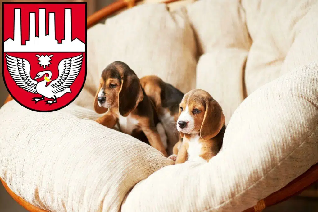 Beagle Züchter mit Welpen Neumünster, Schleswig-Holstein