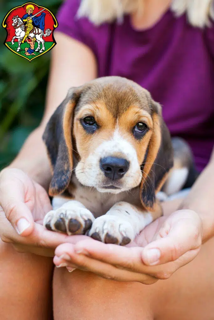 Beagle Züchter mit Welpen Neustadt an der Waldnaab, Bayern