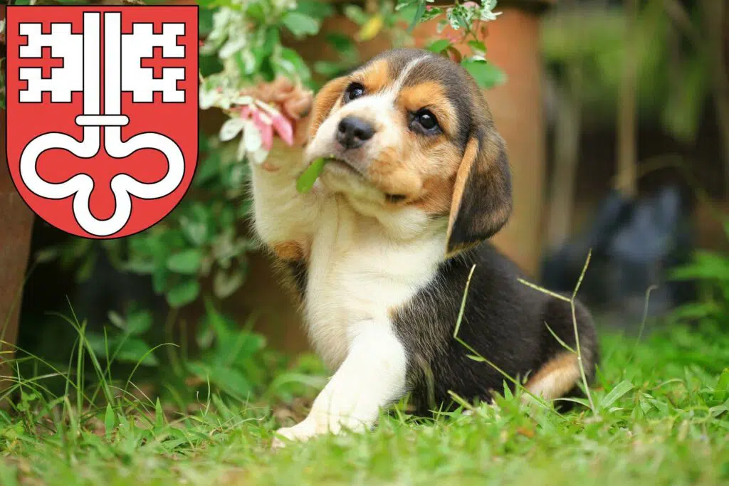 Beagle Züchter mit Welpen Nidwalden, Schweiz