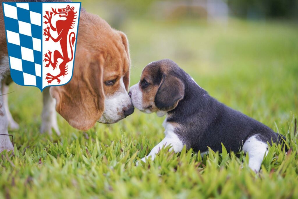 Beagle Züchter mit Welpen Niederbayern, Bayern
