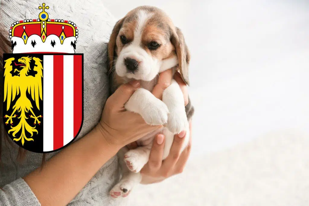 Beagle Züchter mit Welpen Oberösterreich, Österreich