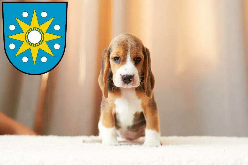 Beagle Züchter mit Welpen Perleberg, Brandenburg