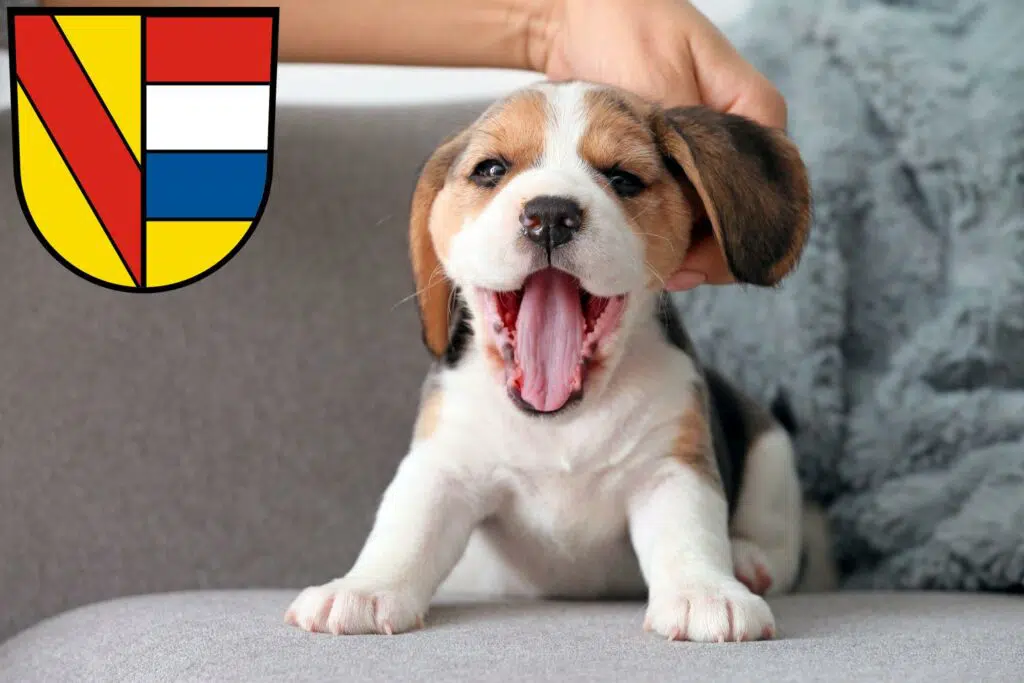 Beagle Züchter mit Welpen Pforzheim, Baden-Württemberg