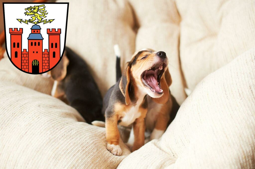 Beagle Züchter mit Welpen Pirmasens, Rheinland-Pfalz