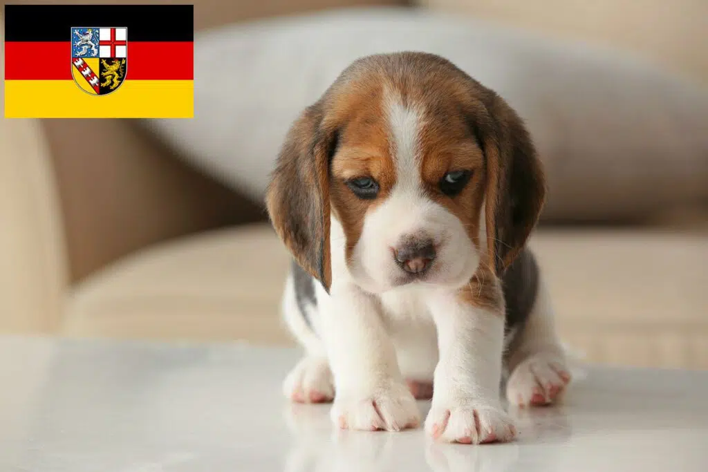 Beagle Züchter mit Welpen Saarland