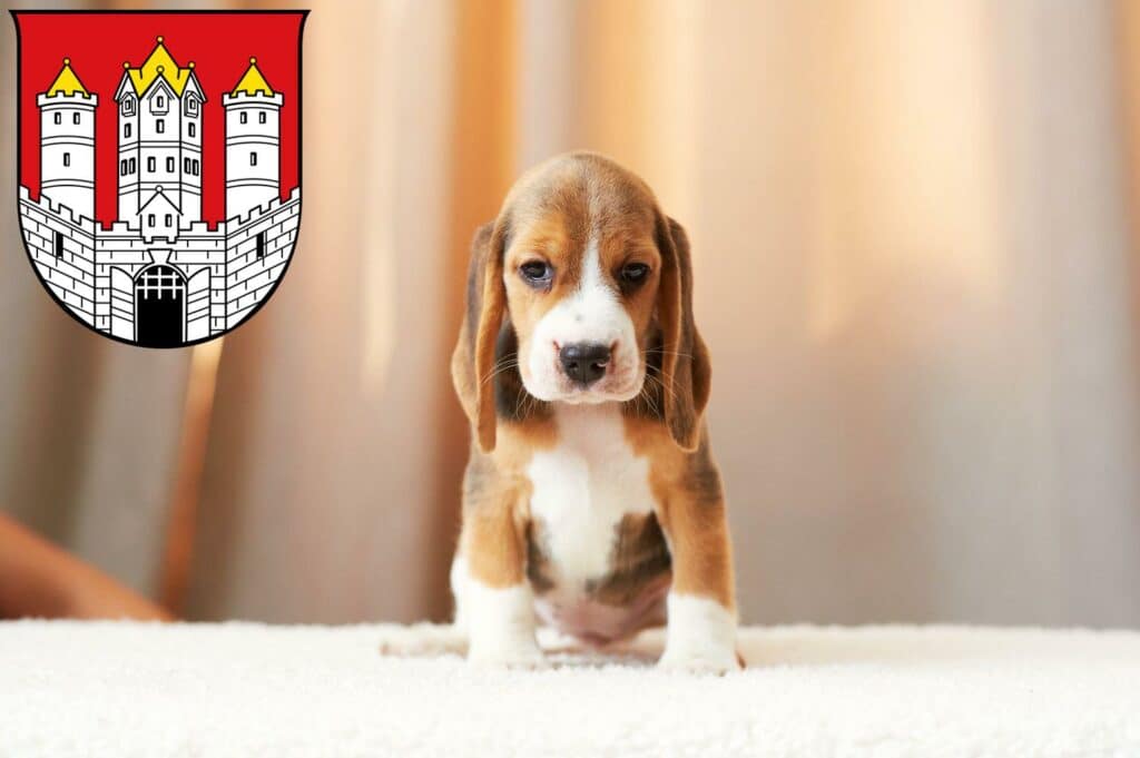 Beagle Züchter mit Welpen Salzburg, Österreich