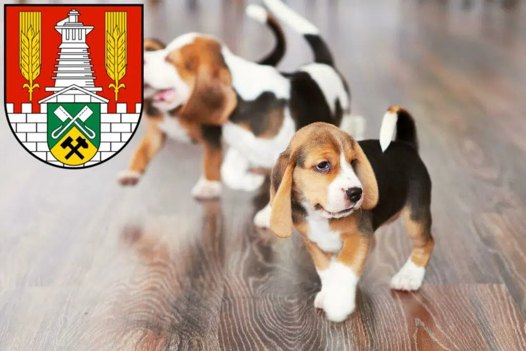 Beagle Züchter mit Welpen Salzgitter, Niedersachsen