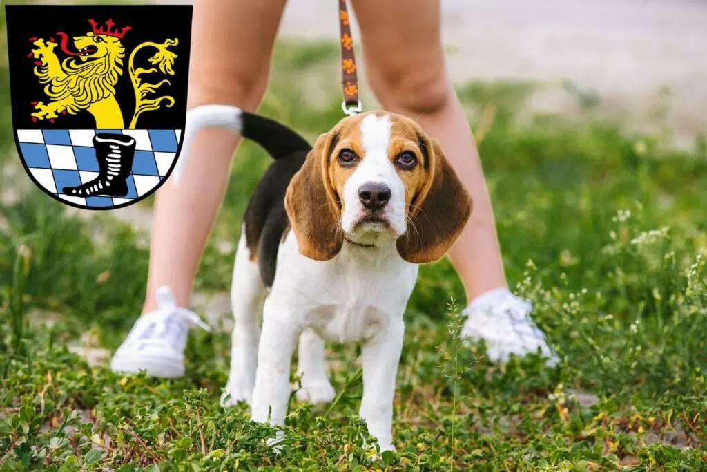 Beagle Züchter mit Welpen Schwandorf, Bayern