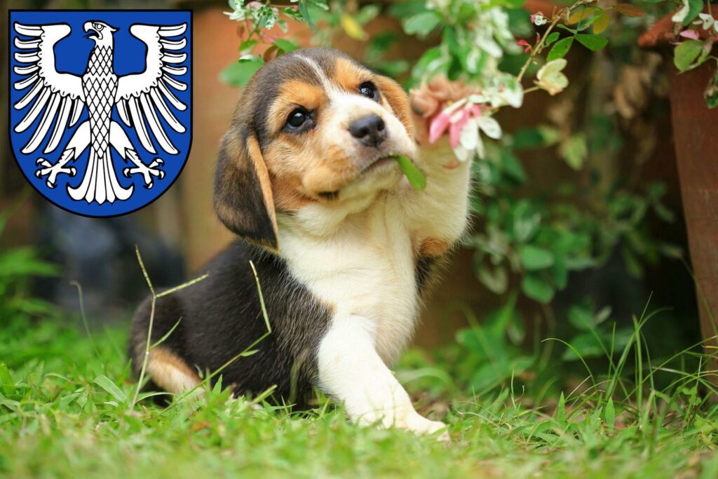 Beagle Züchter mit Welpen Schweinfurt, Bayern