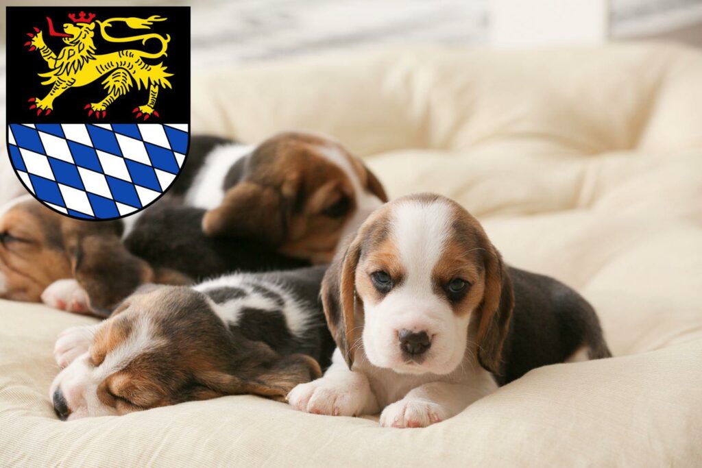Beagle Züchter mit Welpen Simmern/Hunsrück, Rheinland-Pfalz