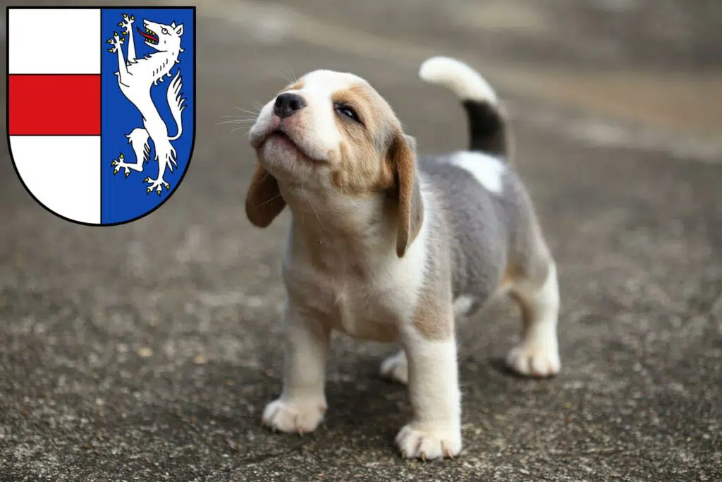 Beagle Züchter mit Welpen St. Pölten, Österreich