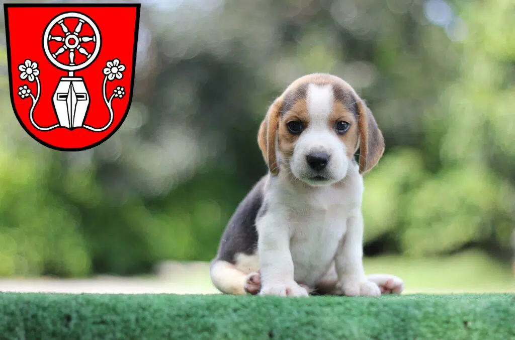 Beagle Züchter mit Welpen Tauberbischofsheim, Baden-Württemberg