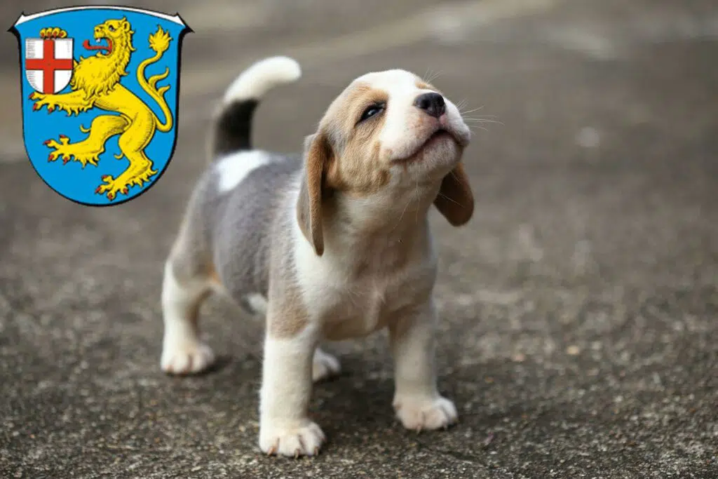 Beagle Züchter mit Welpen Taunusstein, Hessen