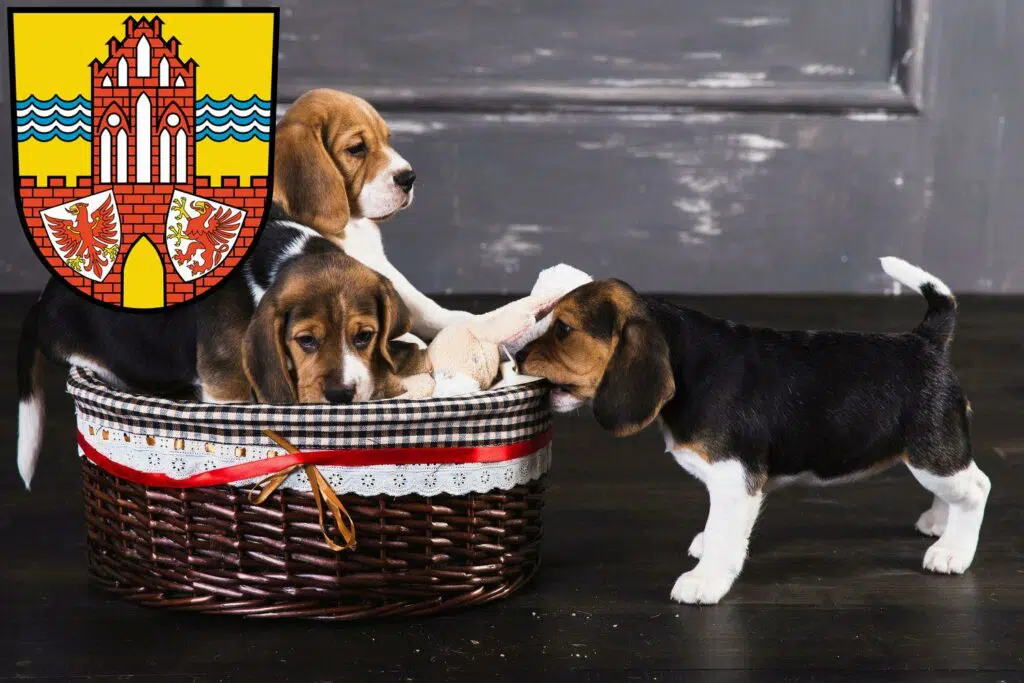 Beagle Züchter mit Welpen Uckermark, Brandenburg