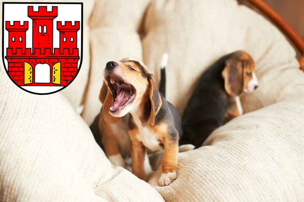 Beagle Züchter mit Welpen Weilheim in Oberbayern, Bayern