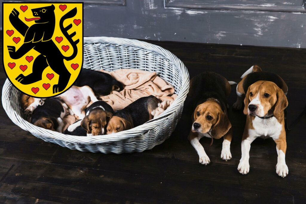 Beagle Züchter mit Welpen Weimar, Thüringen