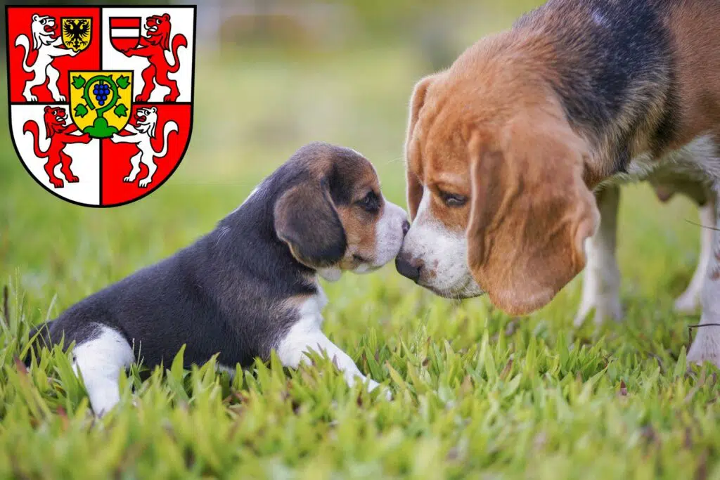 Beagle Züchter mit Welpen Weingarten, Baden-Württemberg