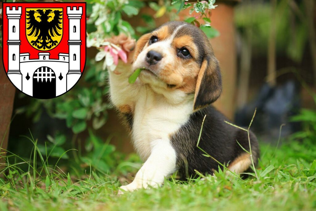 Beagle Züchter mit Welpen Weißenburg in Bayern, Bayern