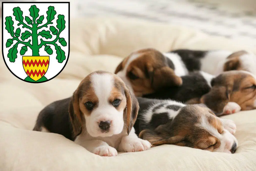 Beagle Züchter mit Welpen Westerstede, Niedersachsen