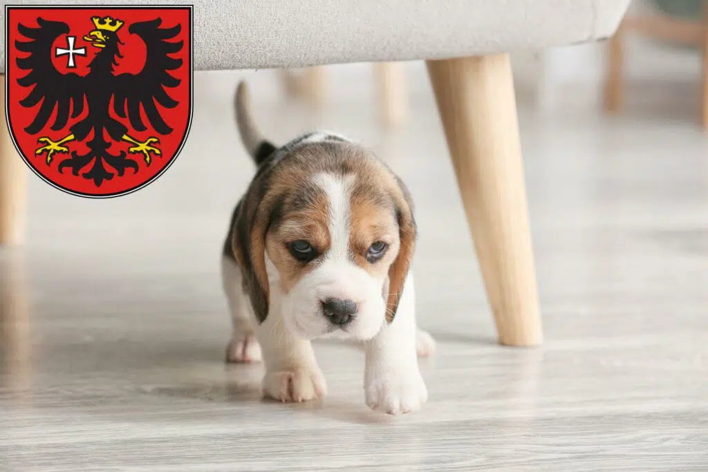 Beagle Züchter mit Welpen Wetzlar, Hessen
