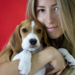 Beagle Anzeigen, Kleinanzeigen: Kaufe einen Beagle Welpen oder einen Beagle in Not