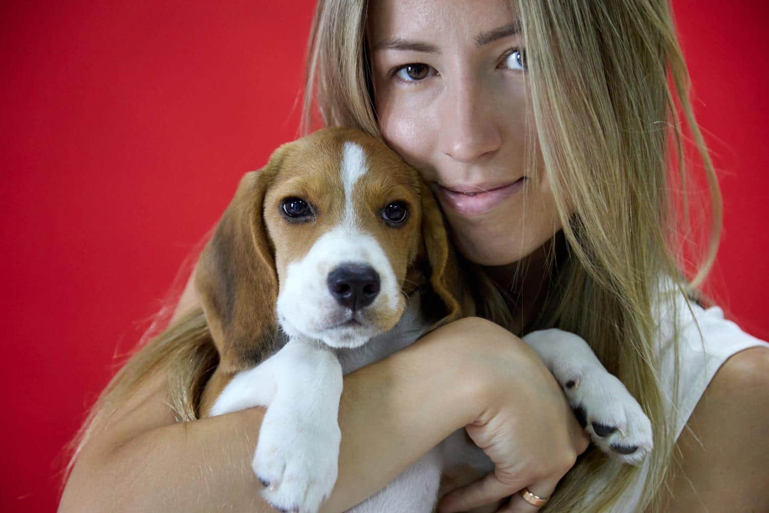 Beagle Anzeigen, Kleinanzeigen: Kaufe einen Beagle Welpen oder einen Beagle in Not