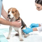 Ein Beagle erhält beim Tierarzt eine Impfung.