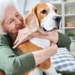 Beagle Lebenserwartung, Lebensdauer: Wie alt wird mein Beagle?