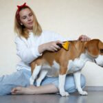 Beagle Fellpflege mit Furminator