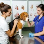 Beagle wird beim Tierarzt untersucht. Wie oft ist ein Beagle krank?