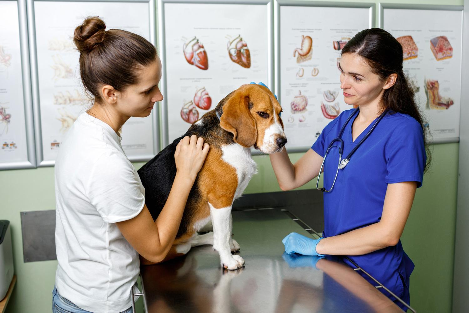Beagle wird beim Tierarzt untersucht. Wie oft ist ein Beagle krank?