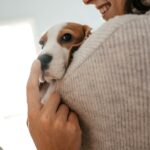Beagle Welpen kaufen: der glückliche Moment wenn der Beagle vom Züchter abgeholt wird.
