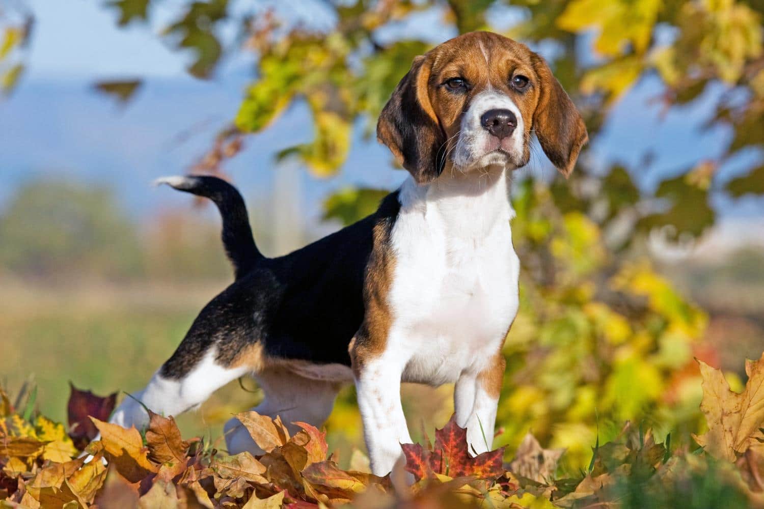 Beagle Wesen und Charakter - Was ist typisch Beagle?
