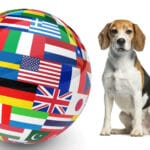Beagle Züchter in aller Welt