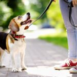 Beagle Erziehung - Worauf muss ich beim Beagle Training achten?