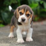 Wie finde ich einen gesunden Beagle Welpen von einem seriösen Züchter?