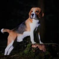 Beagle Deckrüde mit Ahnentafel und Zuchtzulassung