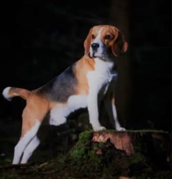 Beagle Deckrüde mit Ahnentafel und Zuchtzulassung #kein Verkauf#
