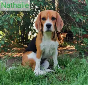 Am 08.12.2023 kommen Nathalie's und Drake's Welpen zur Welt.