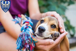 Mehr über den Artikel erfahren Beagle Züchter und Welpen in Arnsberg
