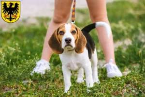 Mehr über den Artikel erfahren Beagle Züchter und Welpen in Arnstadt