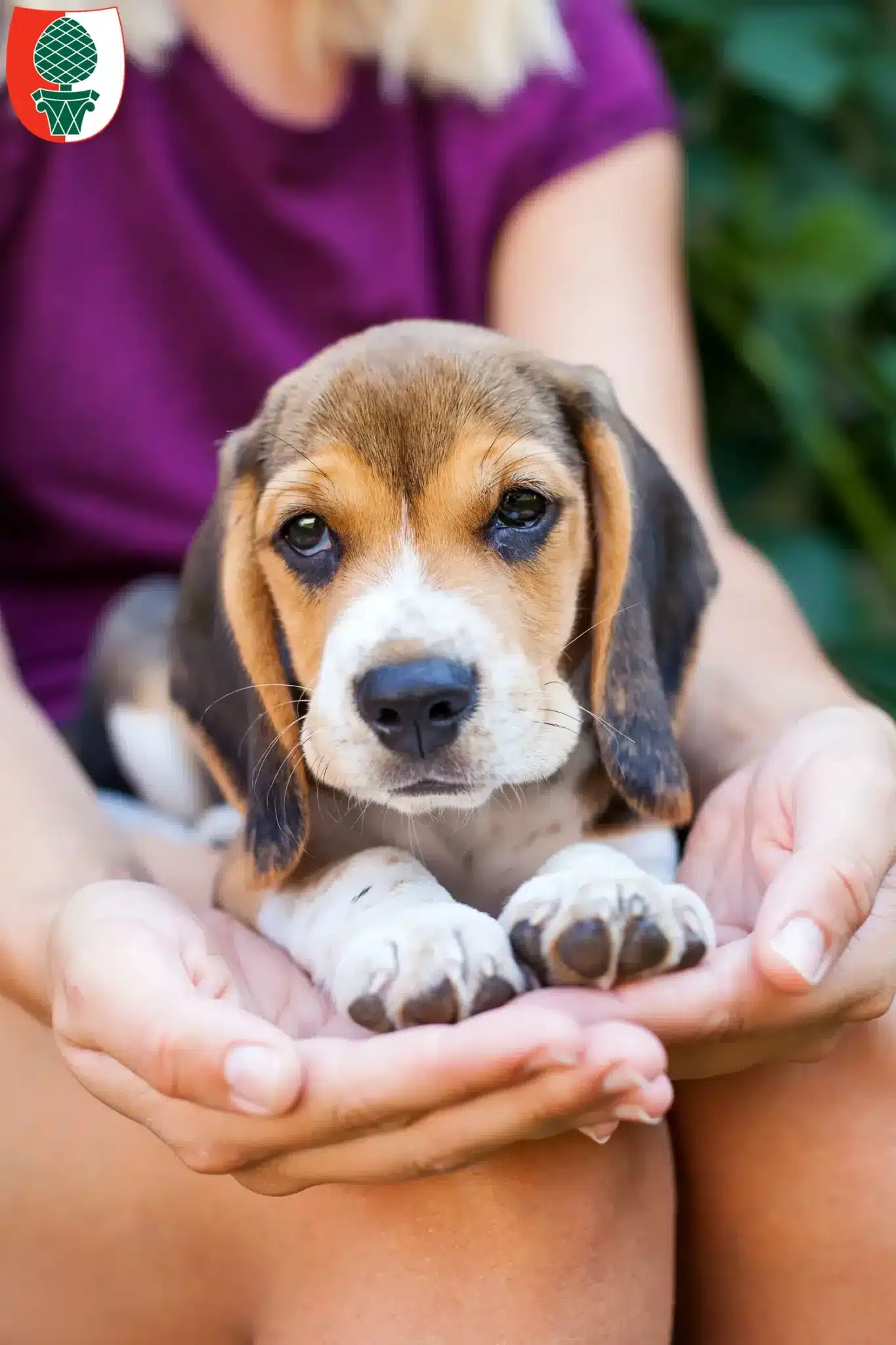Mehr über den Artikel erfahren Beagle Züchter und Welpen in Augsburg