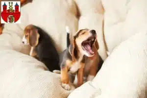 Mehr über den Artikel erfahren Beagle Züchter und Welpen in Bernburg (Saale)