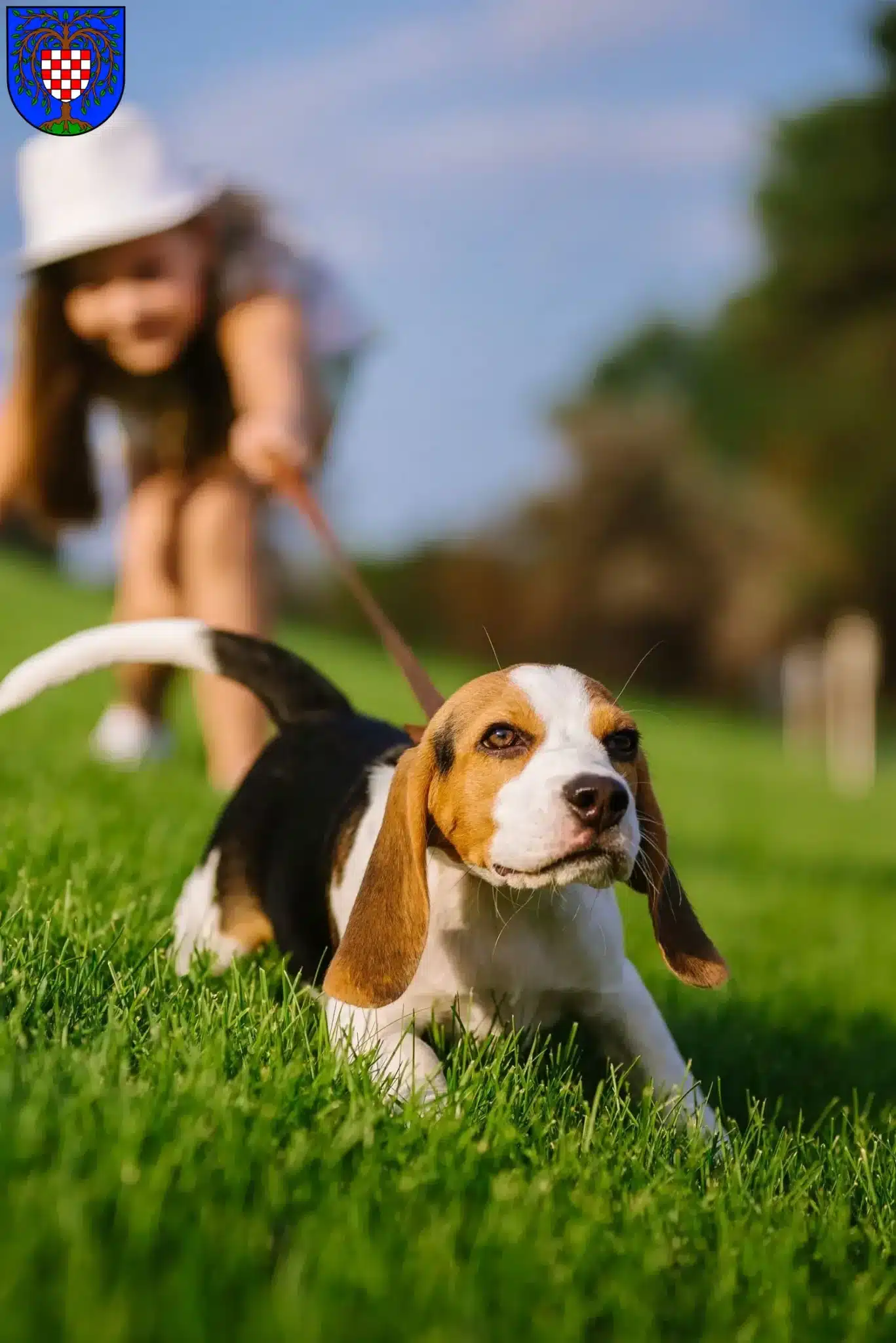 Mehr über den Artikel erfahren Beagle Züchter und Welpen in Birkenfeld (Nahe)