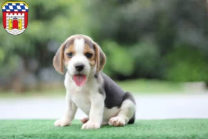 Mehr über den Artikel erfahren Beagle Züchter und Welpen in Deggendorf