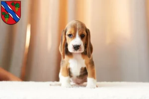 Mehr über den Artikel erfahren Beagle Züchter und Welpen in Dietzenbach