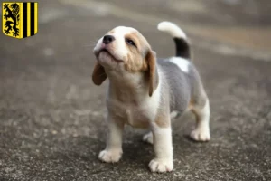 Mehr über den Artikel erfahren Beagle Züchter und Welpen in Dresden