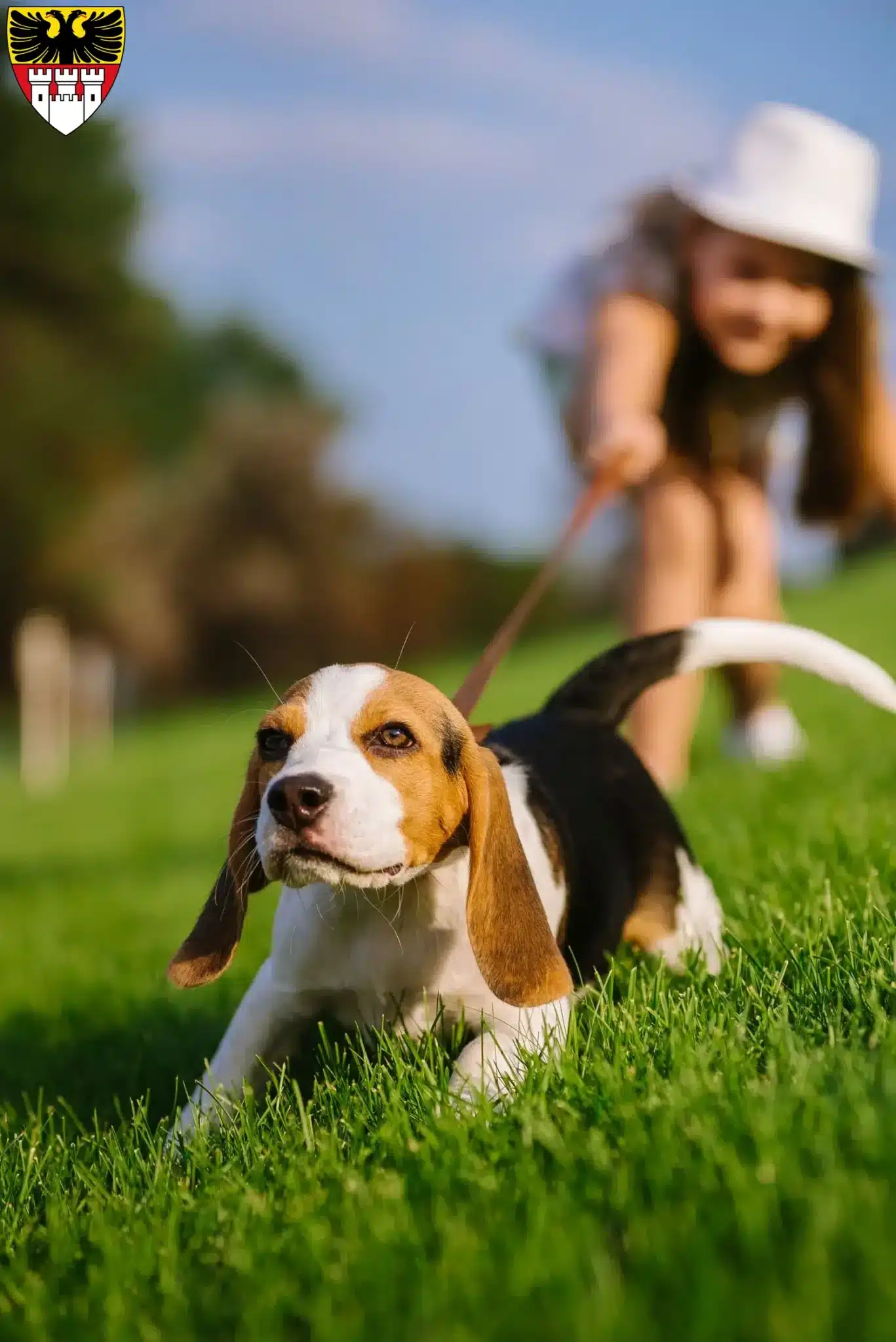 Mehr über den Artikel erfahren Beagle Züchter und Welpen in Duisburg