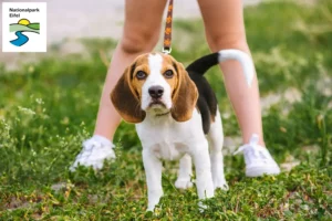 Mehr über den Artikel erfahren Beagle Züchter und Welpen in der Eifel