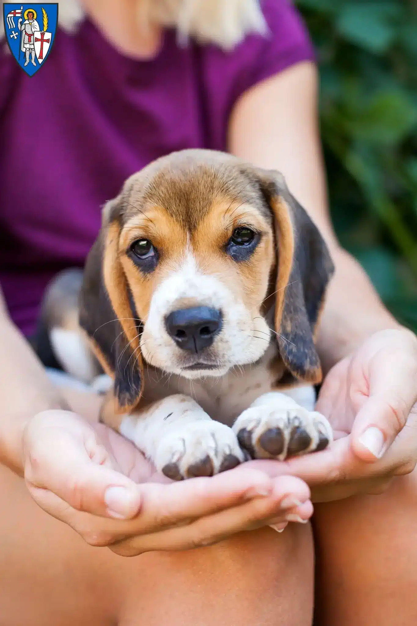 Mehr über den Artikel erfahren Beagle Züchter und Welpen in Eisenach